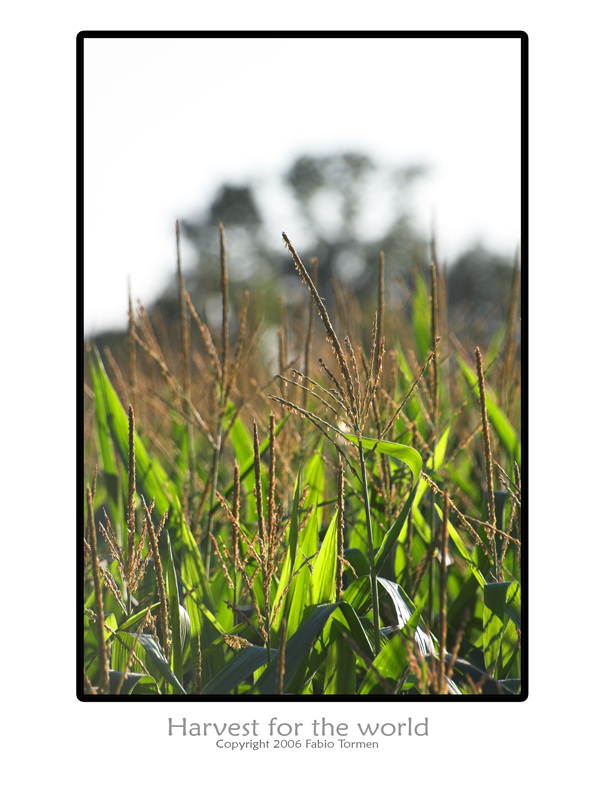 harvest for the world