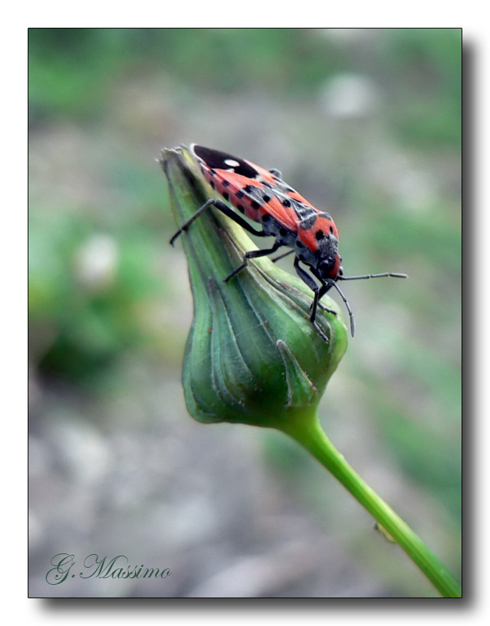 Chi ha tolto lo scaletto?