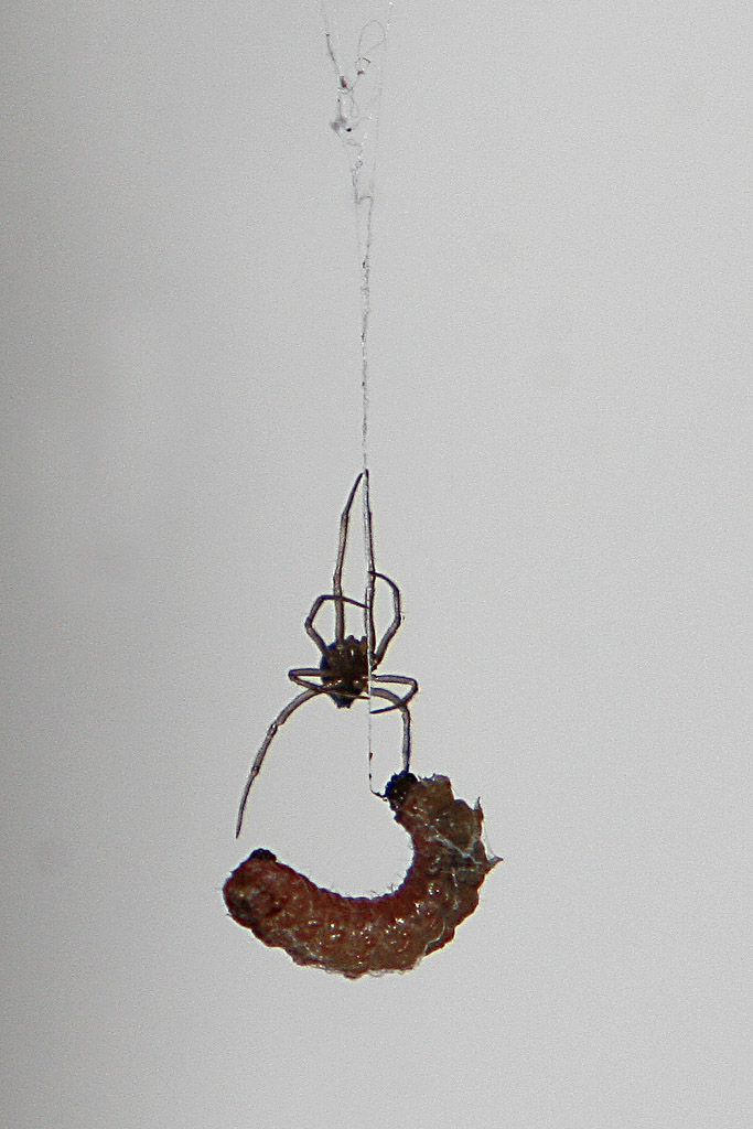 il ragno ed il bruco