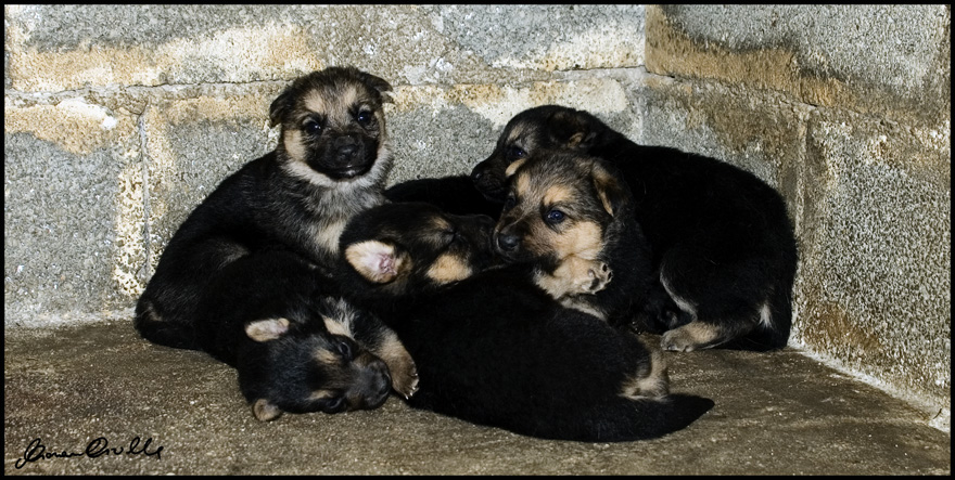 ...nuovi arrivati...