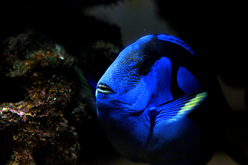 dal profondo degli abissi......del mio acquario