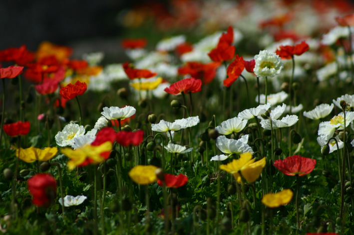 Flowers are blowin' up