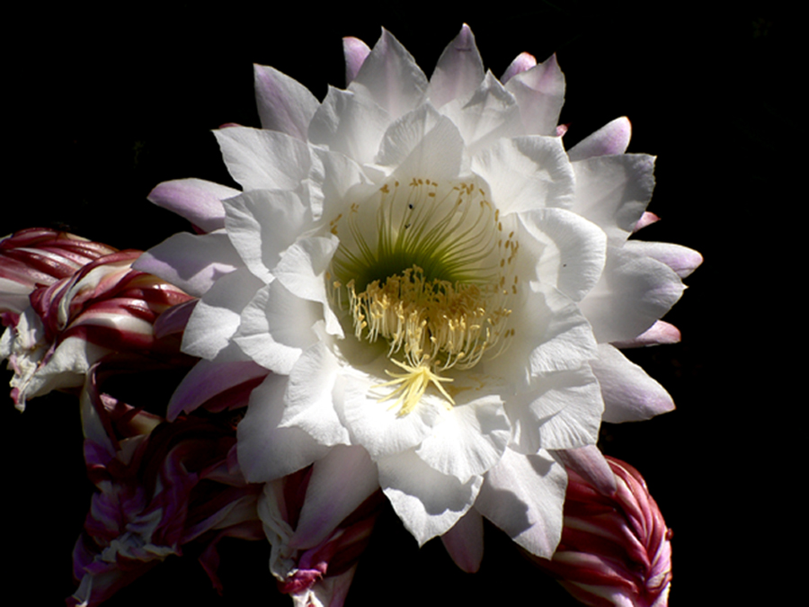 bello solo un giorno