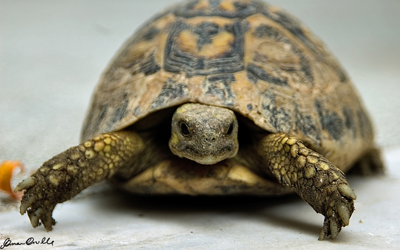 ve faccio un c@@o cos�....