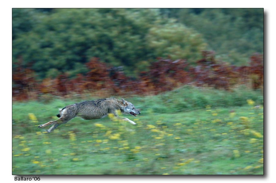 Lupo in corsa
