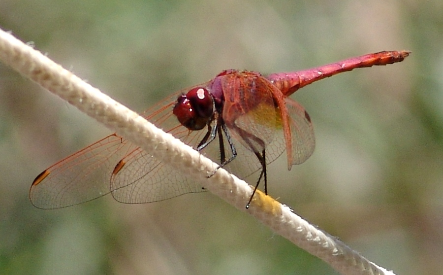Incontro mooolto ravvicinato - Parte2