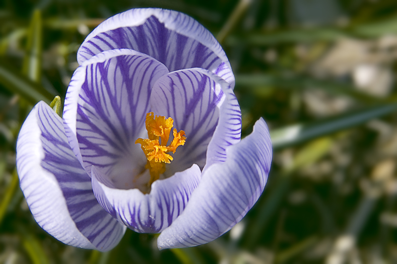 Crocus