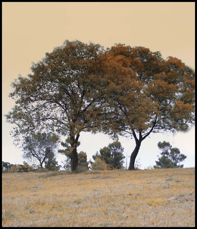 Due Alberi innamorati