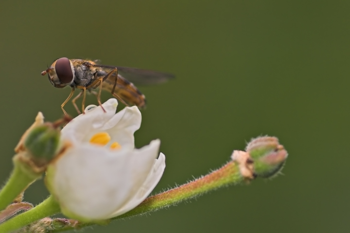 romantica sensazione