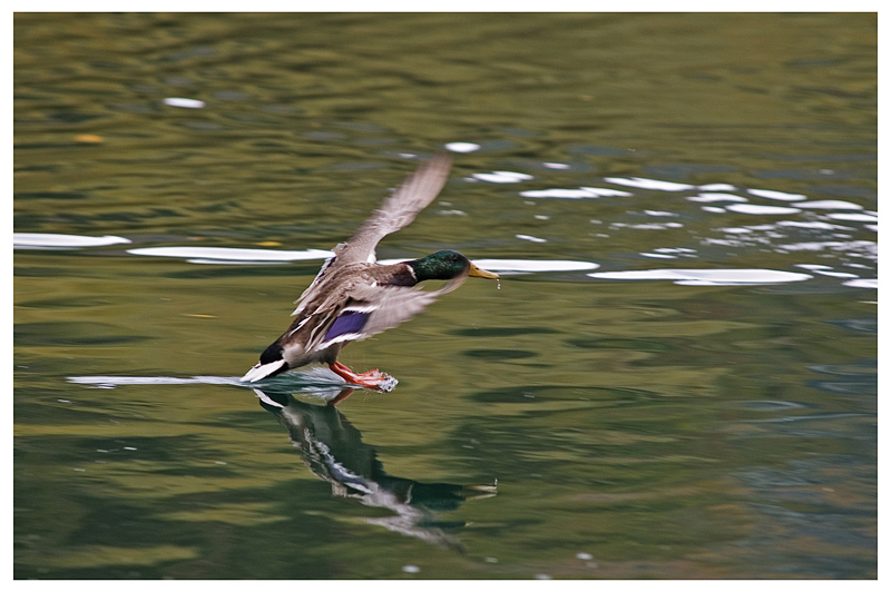 germano in fase di atterraggio