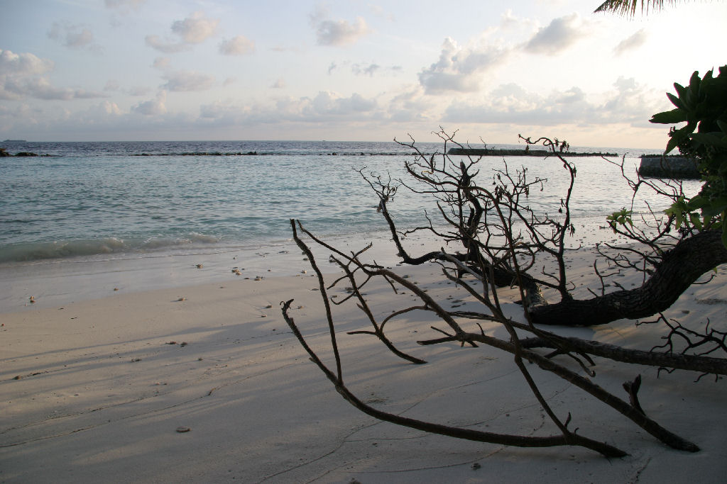 Maldives - Mangrovia