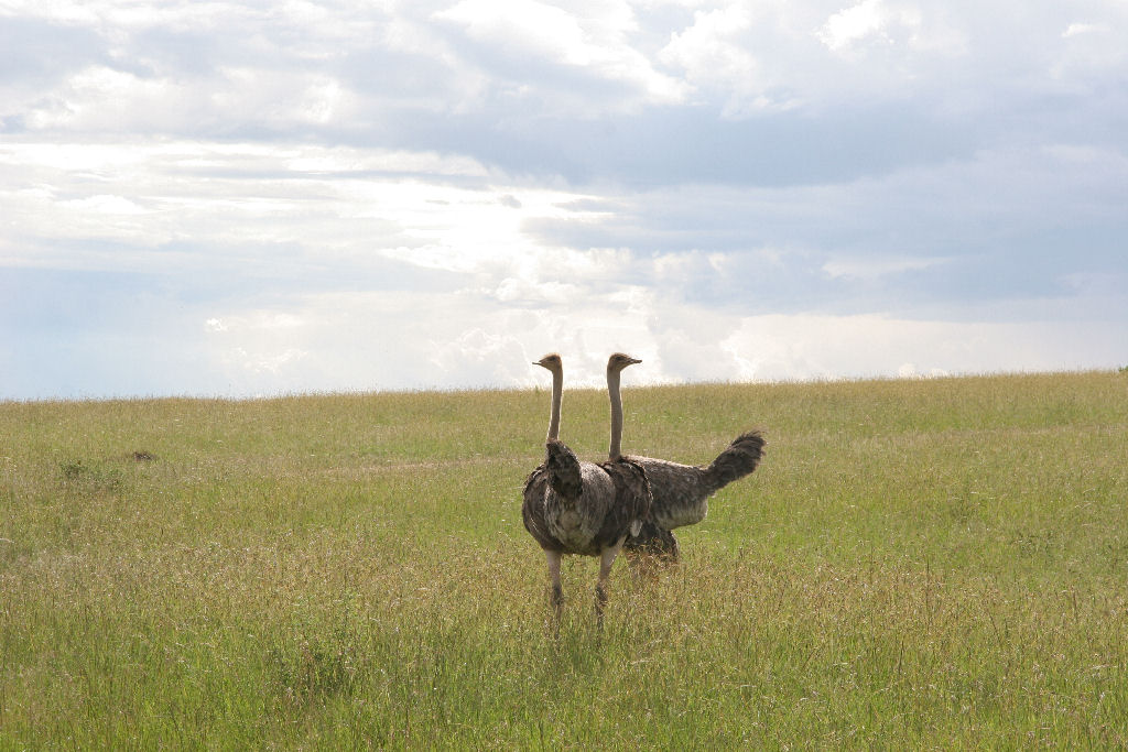 Kenia - Ostriches