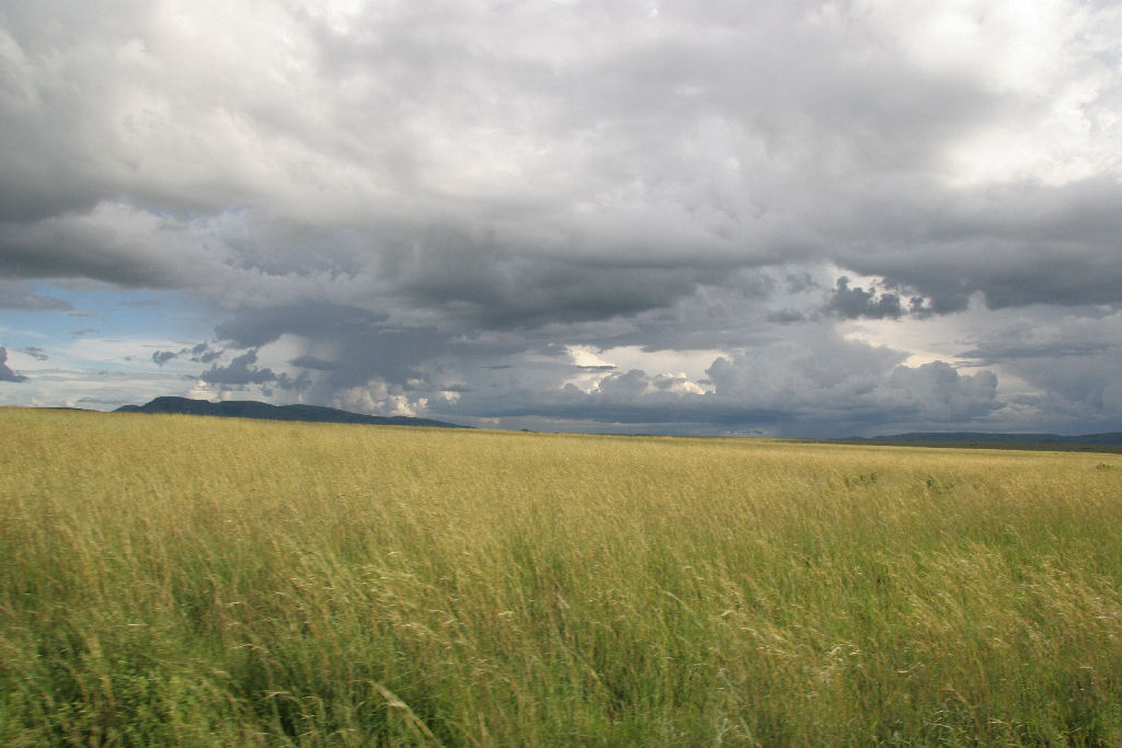 Kenia - Savana
