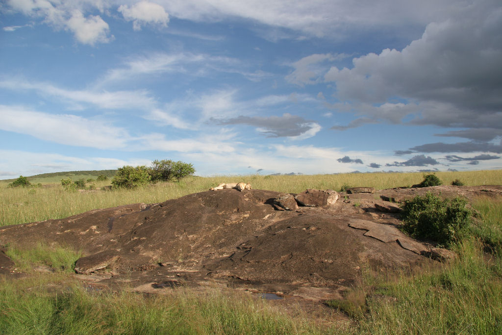 Kenia - Leonessa