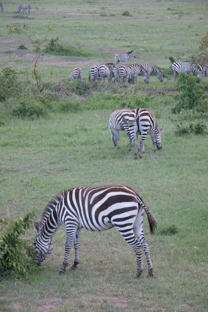 Kenia - Zebras