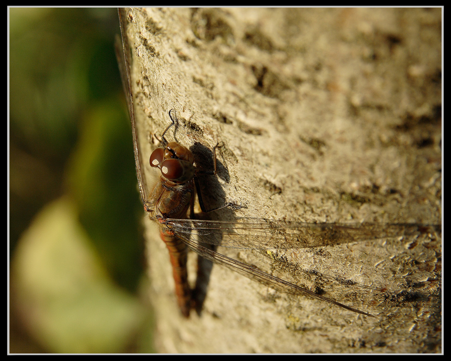 Da qui non mi sposto!