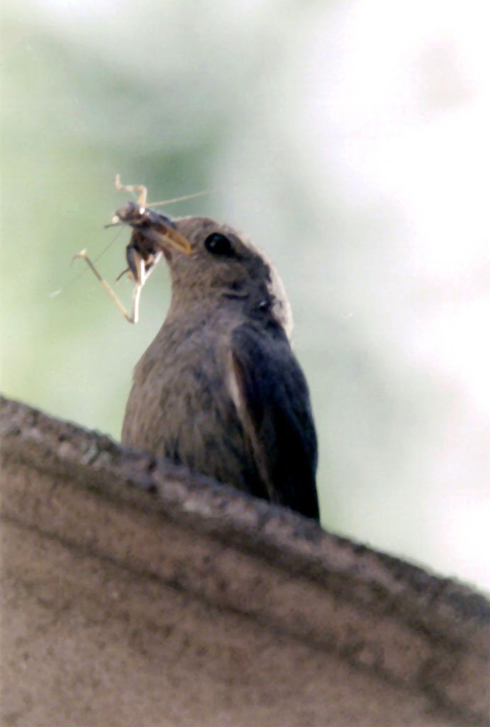 Femmina di codirosso