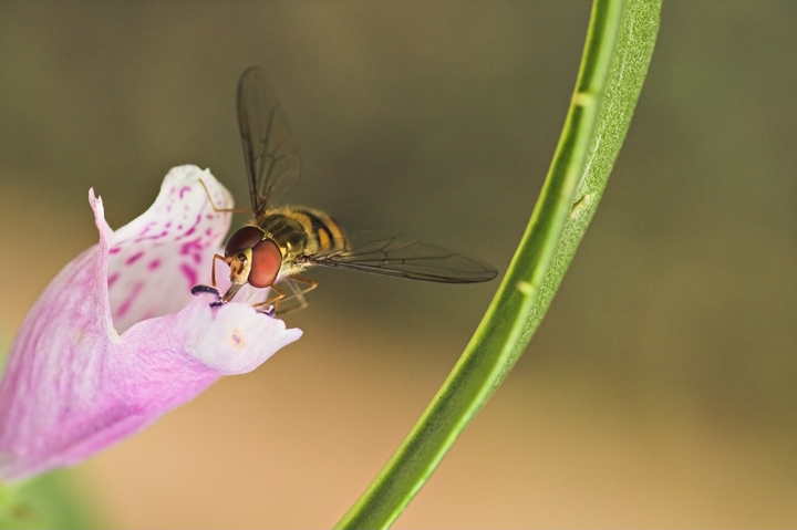 l'isola che non c'�