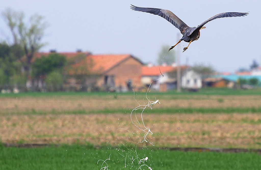 Airone ploff... se scappa scappa ;-)