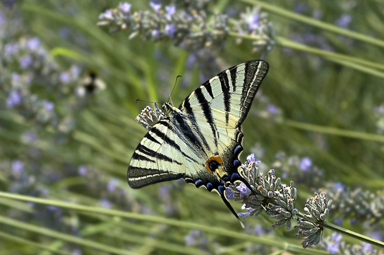 Podalirio (Iphiclides podalirius) spero