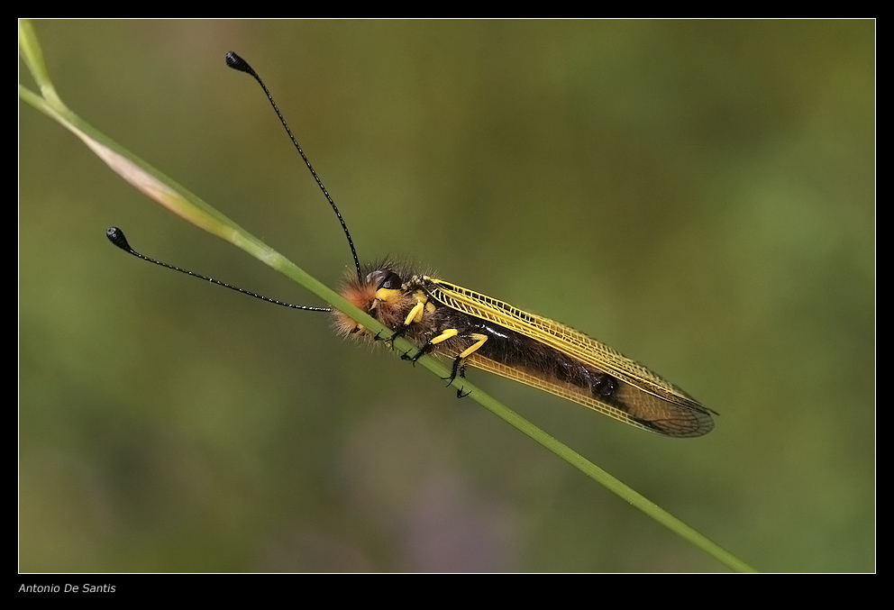 Libelloides longicornis