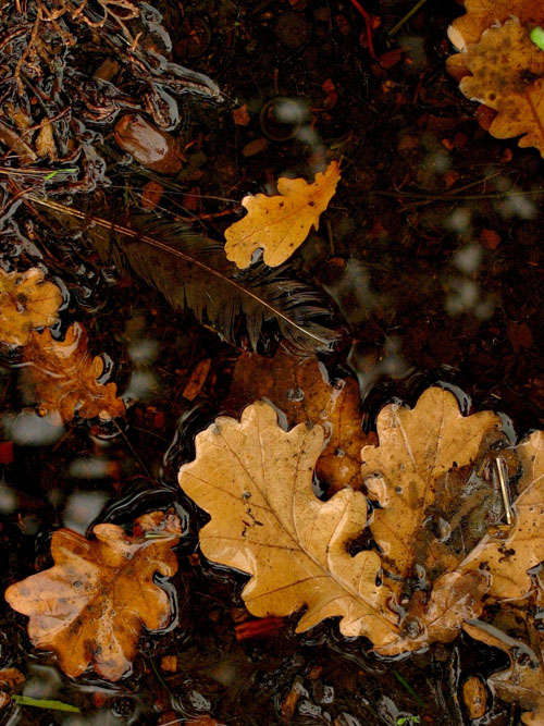 Composizione autunnale...