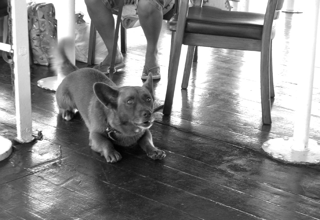 Un'ombra clandestina