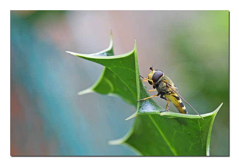 Lul� f� le scale