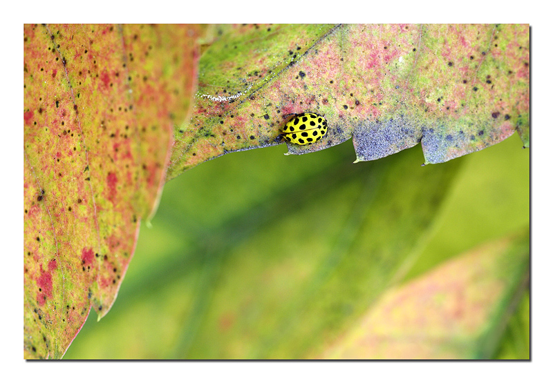 Il piccolo autunno di una coccinella