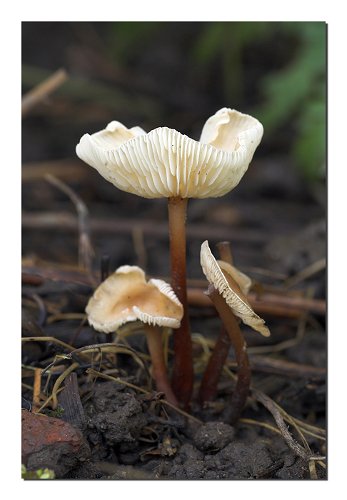 Correnti ascensionali