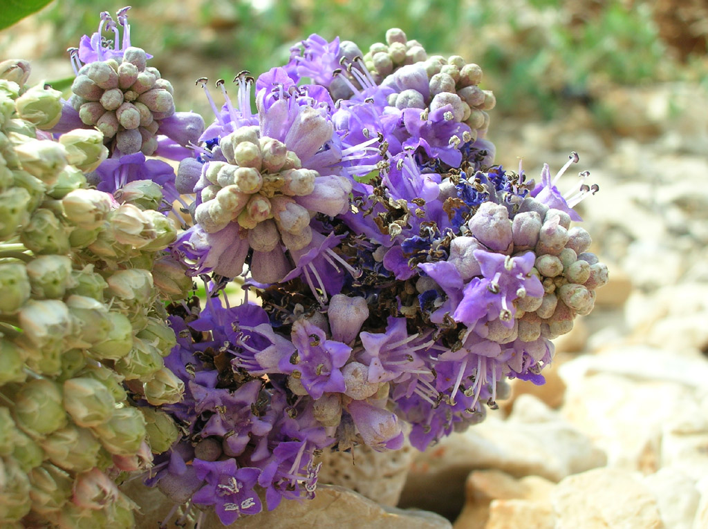 Dove sto, se ti vedo in bocca?