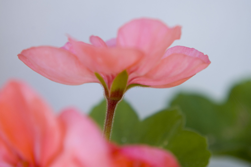 Velato verso il cielo