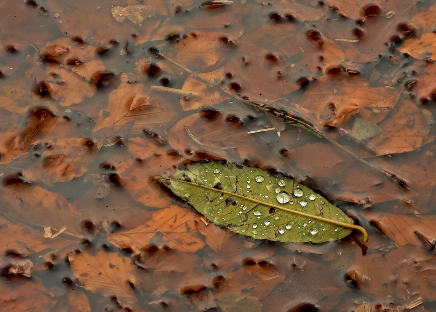 Si sta come d'autunno...