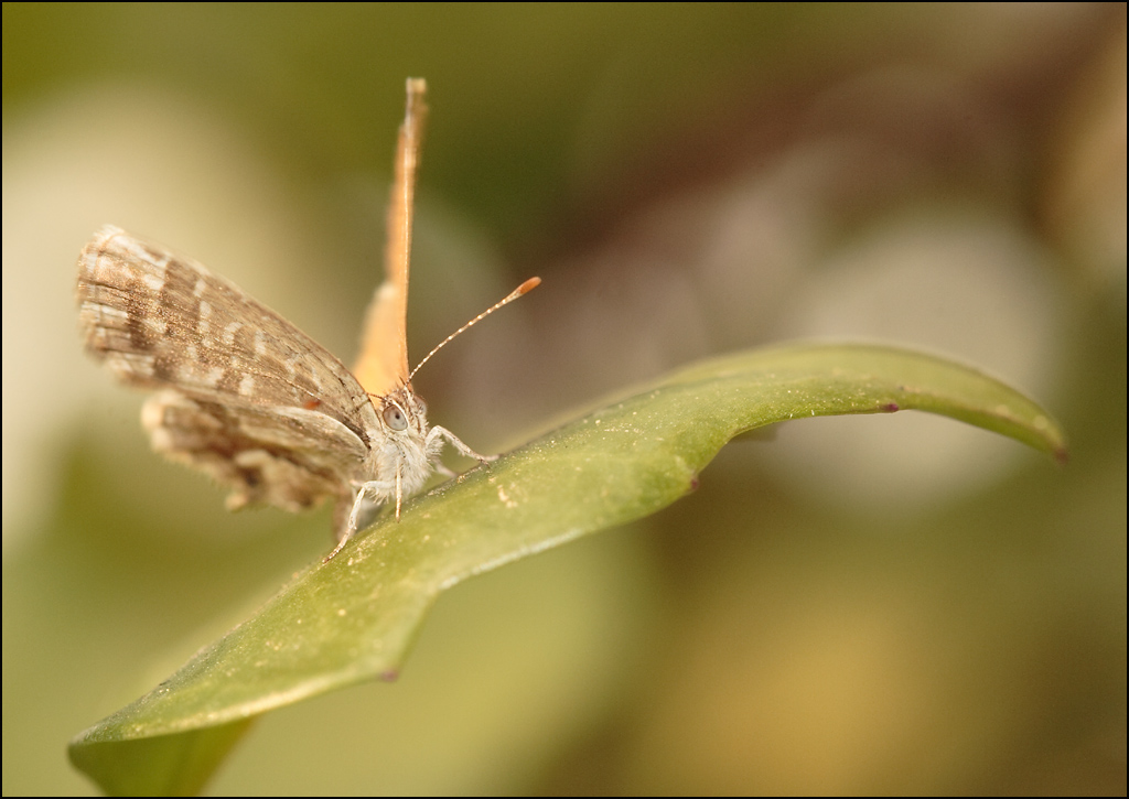 Farfalla_1^ prova macro