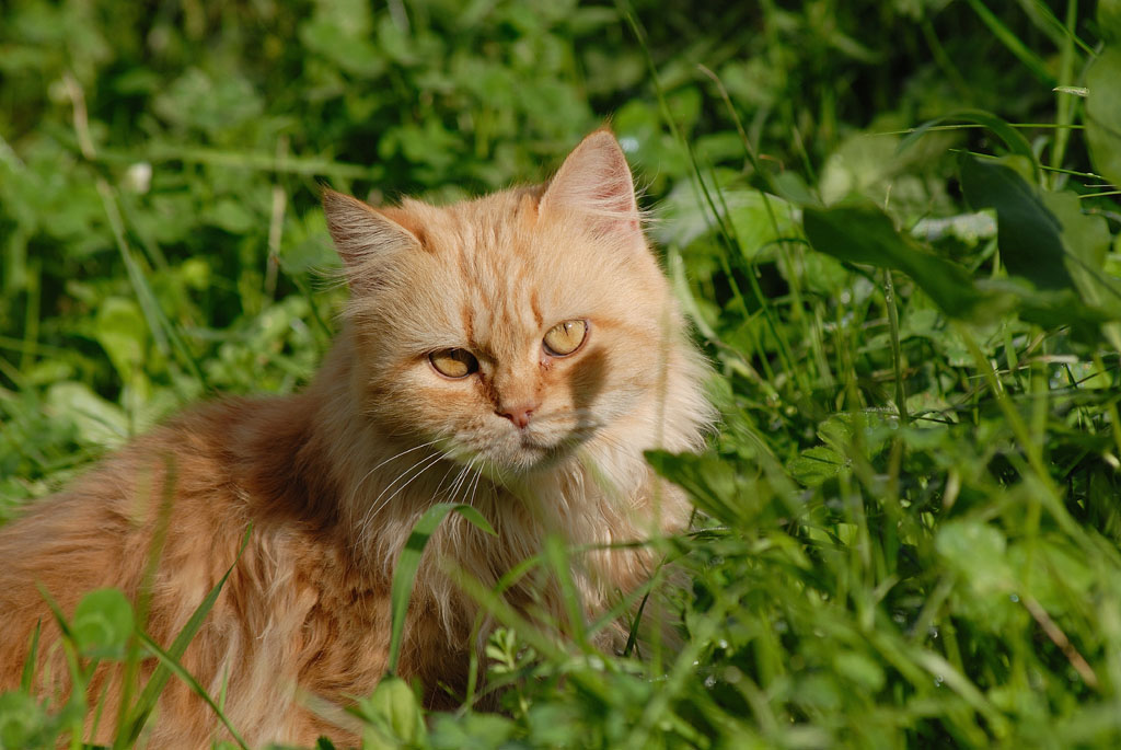 TRANQUILLO FRA L'ERBA E IL SOLE