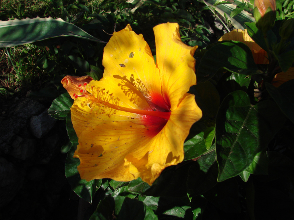 Ibiscus giallo nel verde