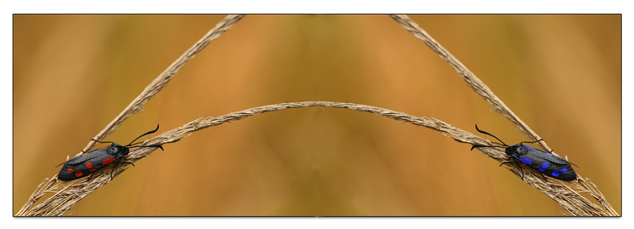 Scusa Dazzy, non ho resistito. Milan - Inter