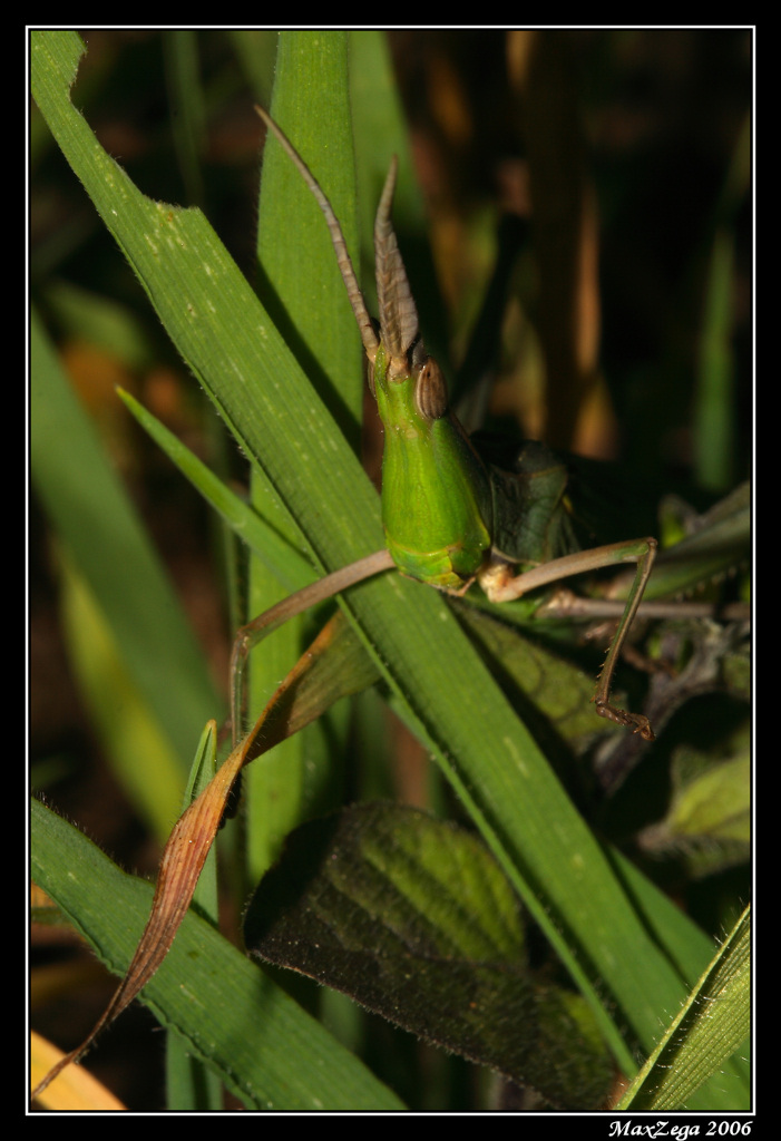 Confondersi nel buio