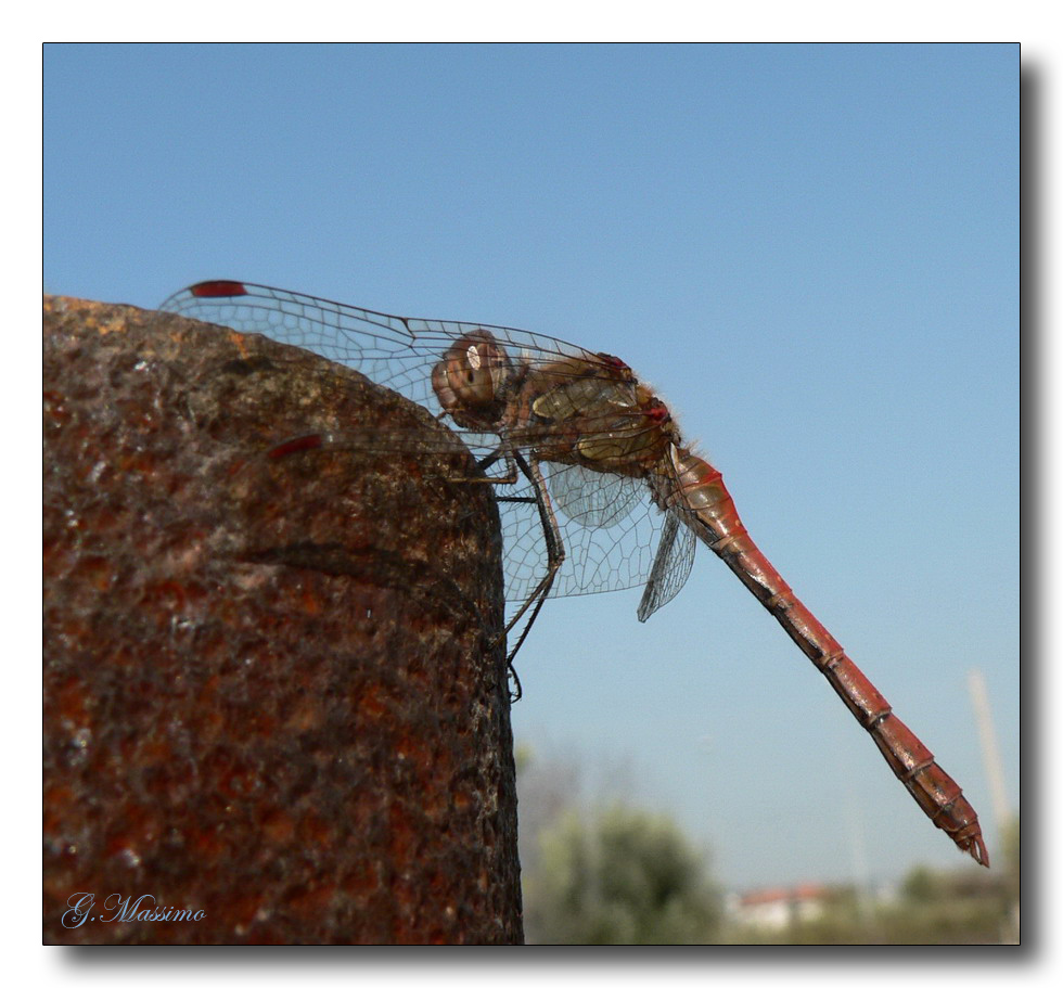 Ruggine - senza flash