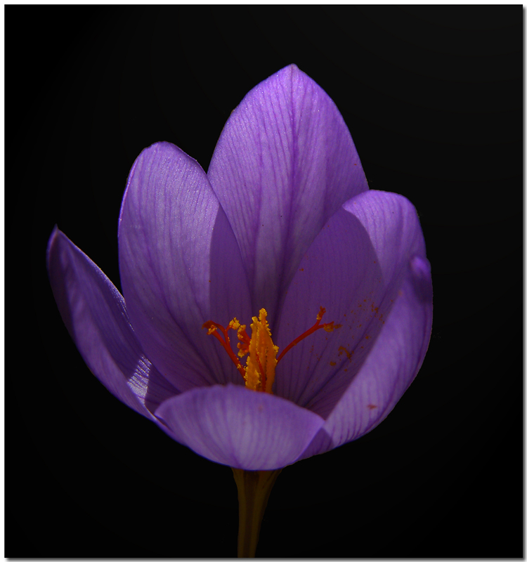 simply crocus