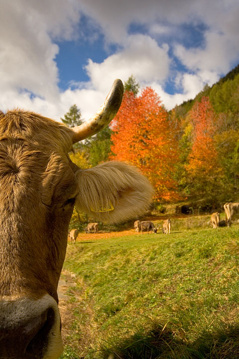 autunno in montagna_2
