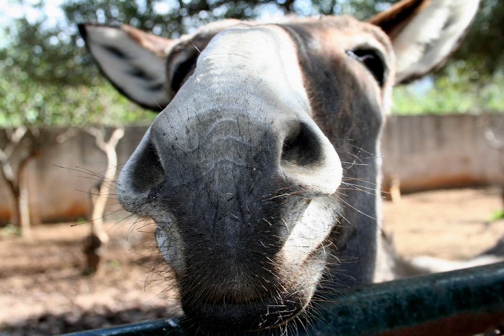 datemi un bacio se avete il coraggio