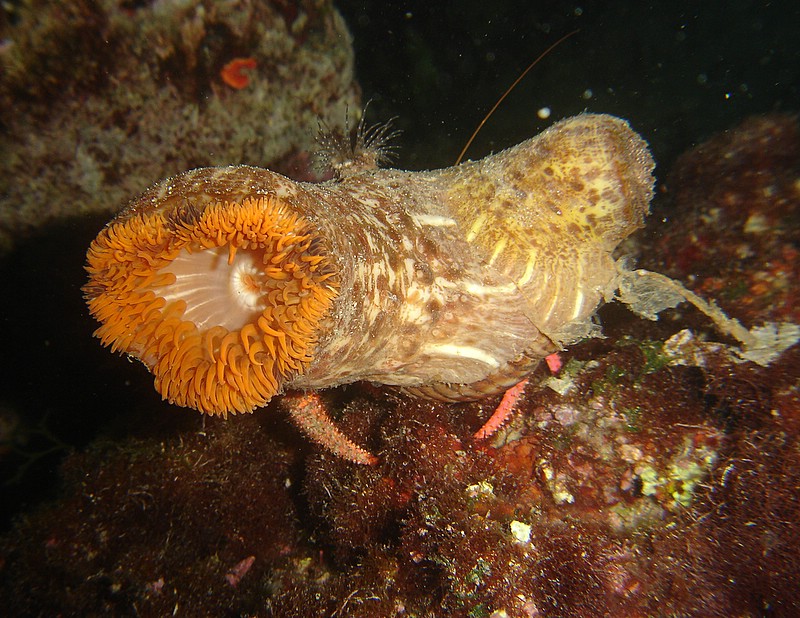 Bernardo l'eremita... visto da dietro