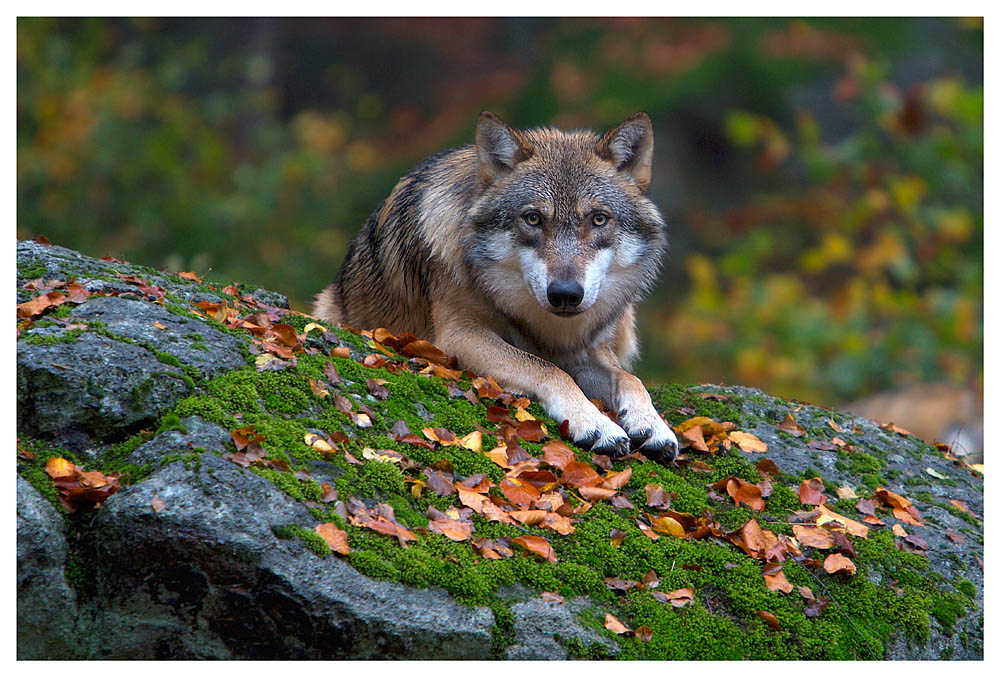 Lupo  (Per Carlen.....)