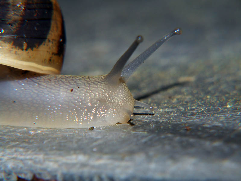 Testa da lumaca!! :)