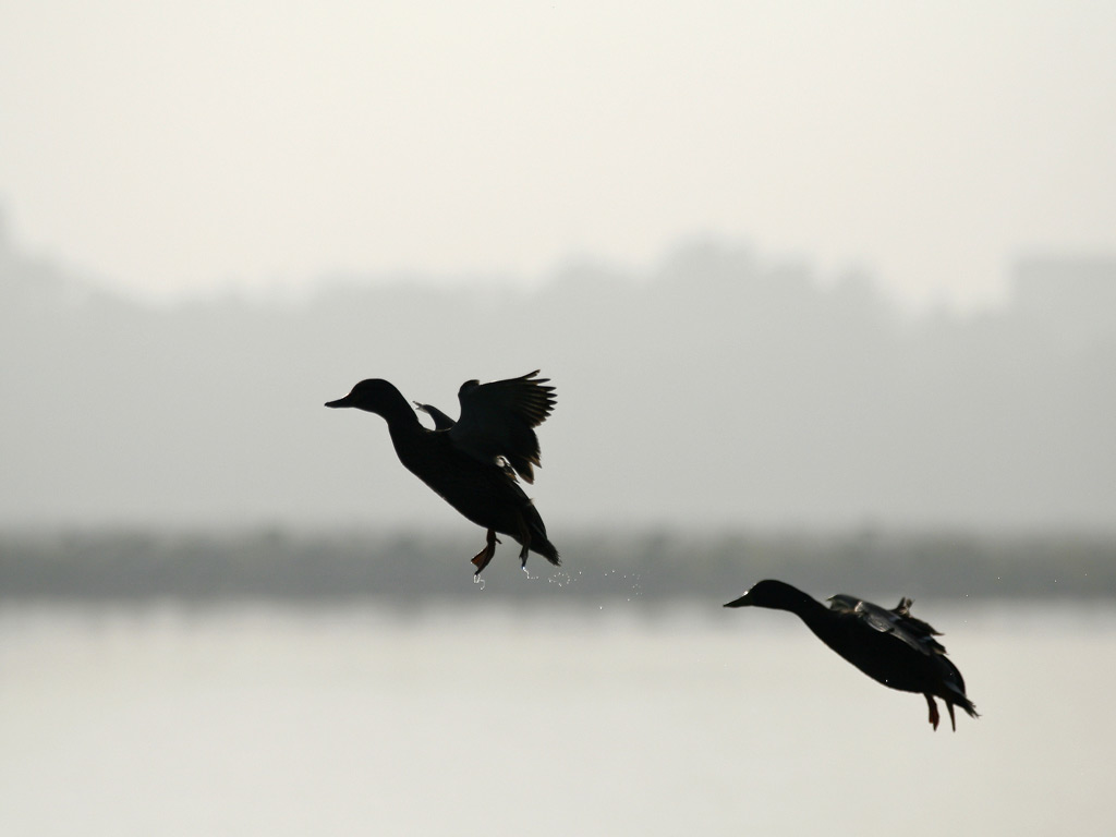 Anatidi in Controluce ...