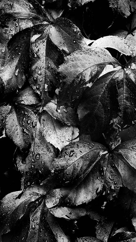 Pioggia sulle foglie