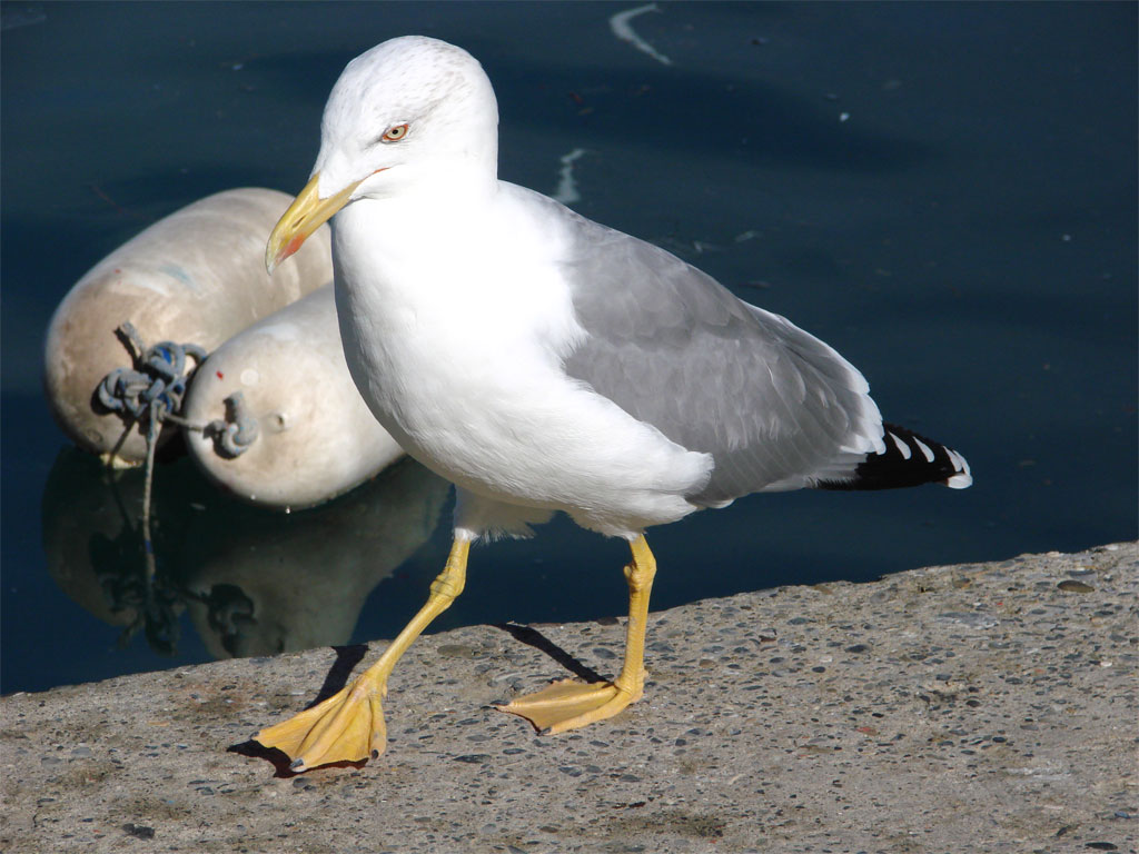 Due passi in banchina..