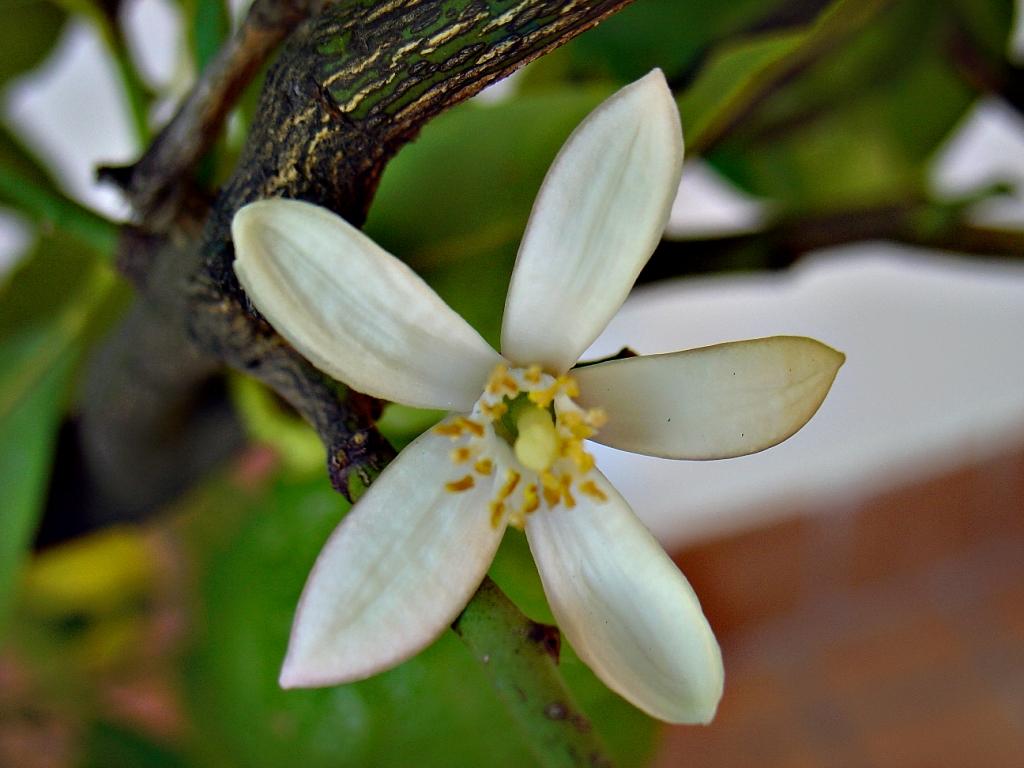 Primavera di Ottobre