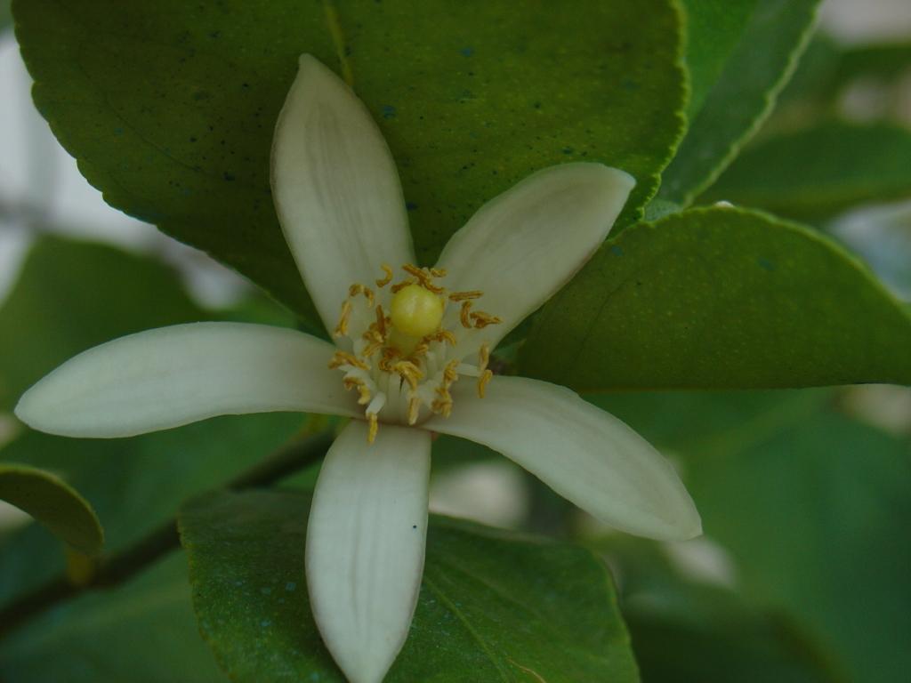 Primavera di Ottobre 9